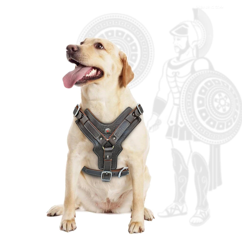 Genuine Leather Quick-Control Training Harness