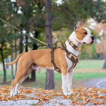 Signature Chocolate Personalized No-Pull Harness